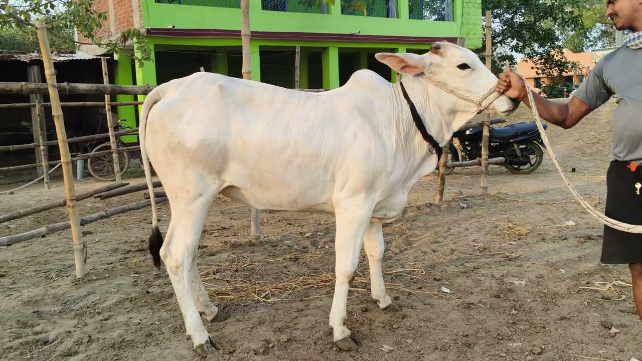 Chausa Cow mandi se nya video S pandey Mo 9155425596.  Date 18,5,2025