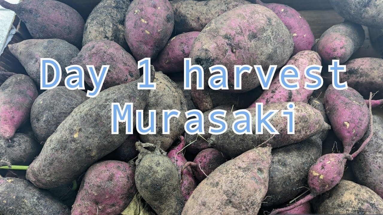 Awesome murasaki sweet potatoes harvest from one bed - Day 1 of 22 Days of Thanksgiving harvest
