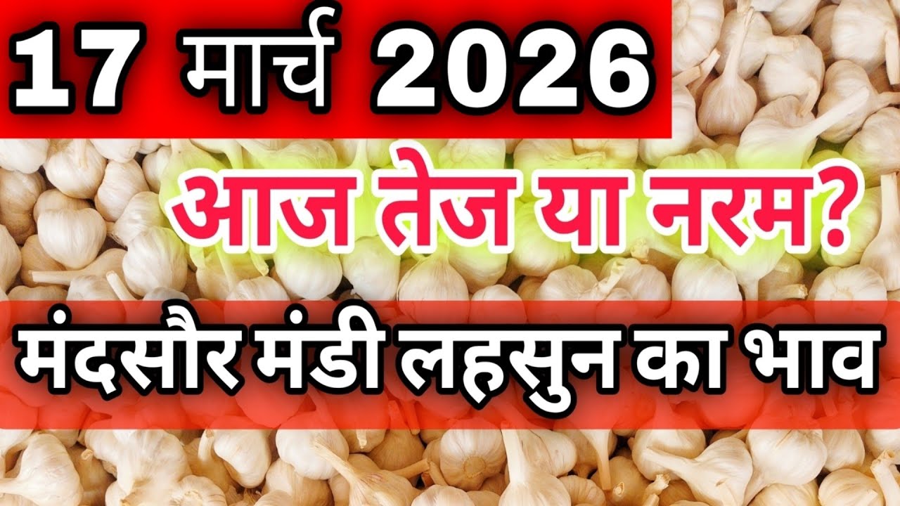 17 मार्च 2026 मंदसौर मंडी लहसुन का भाव #mandsaur_mandi_bhav #mandsaurmandibhav #mandsaur_mandi 