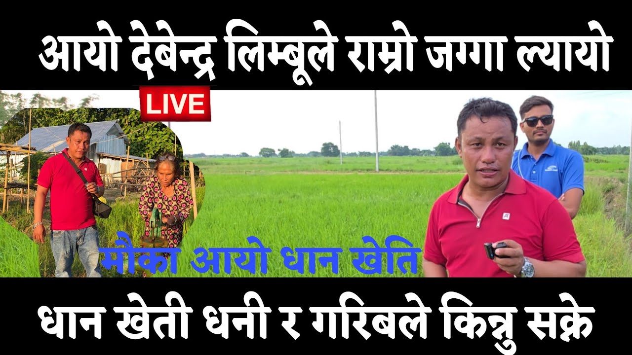 देबेन्द्र लिम्बू ले बल्ल राम्रो धान खेती लिएर आयो धनी र गरिब ले किन्ने सक्ने झापा जिल्ला मा 