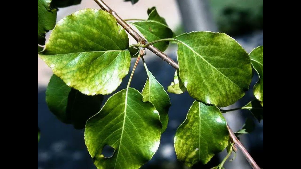 Bitkide Azot Eksikliği - Azot Fazlalığı - Azot Nasıl Kullanılır