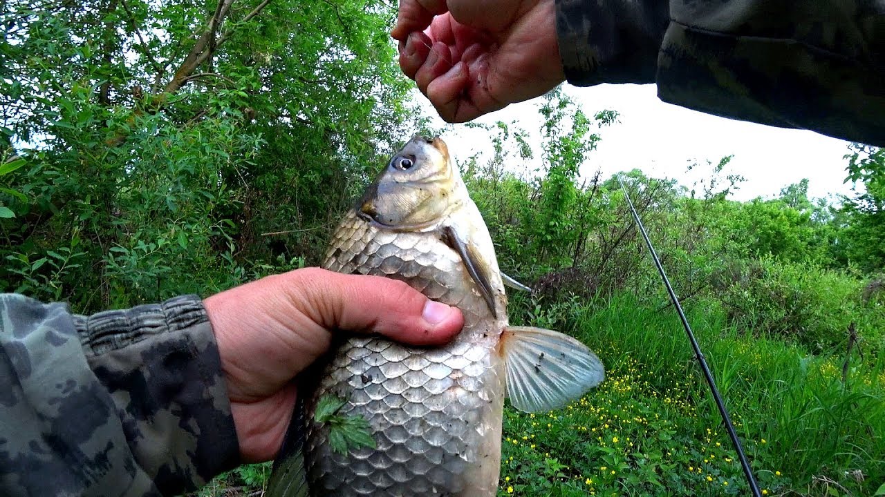 КРУПНЫЕ КАРАСИ ЛОМАЮТ УДОЧКИ!!! Рыбалка на маховые удочки!