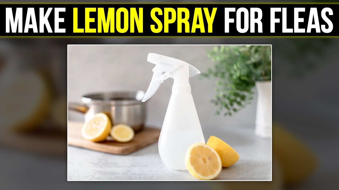 How to Make Lemon Spray for Fleas: The Natural Remedy!