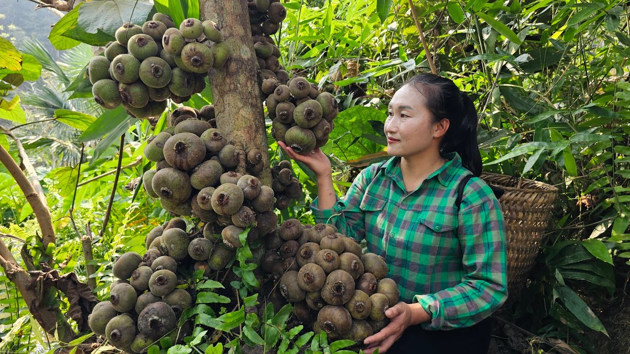 Harvesting forest fruits go to the market to sell - Growing ginger in the mountains