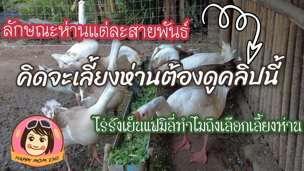 คิดจะเลี้ยงห่านต้องดูคลิปนี้