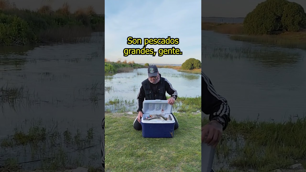 IMPRESIONANTES PEJERREYES GIGANTES EN MADARIAGA