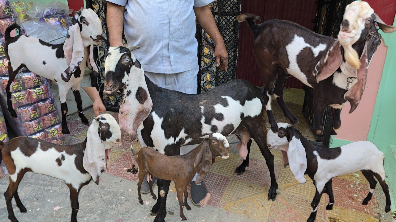 only for show Baghban Son Metro Hyderabadi Goats Top Quality Collection Available Abdul Lateef Bhai