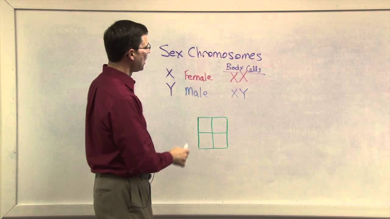 Biology 1107 - Gender Chromosomes