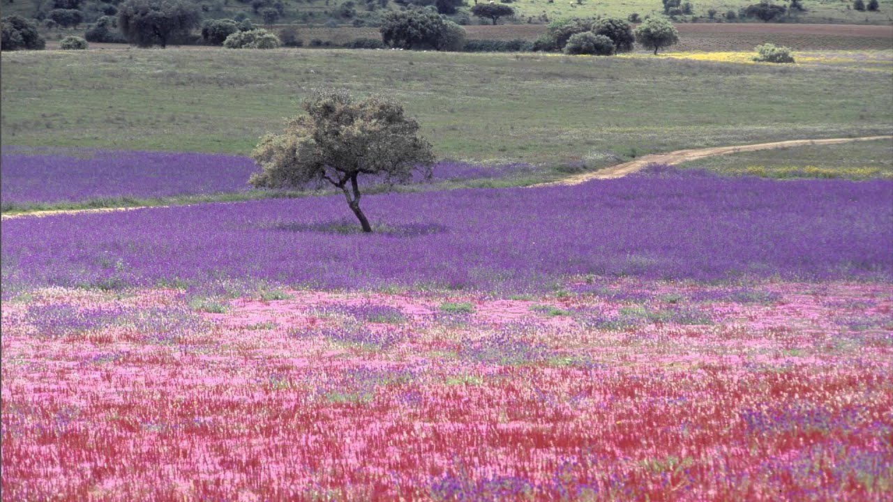 Ecos do Alentejo - Nostalgia