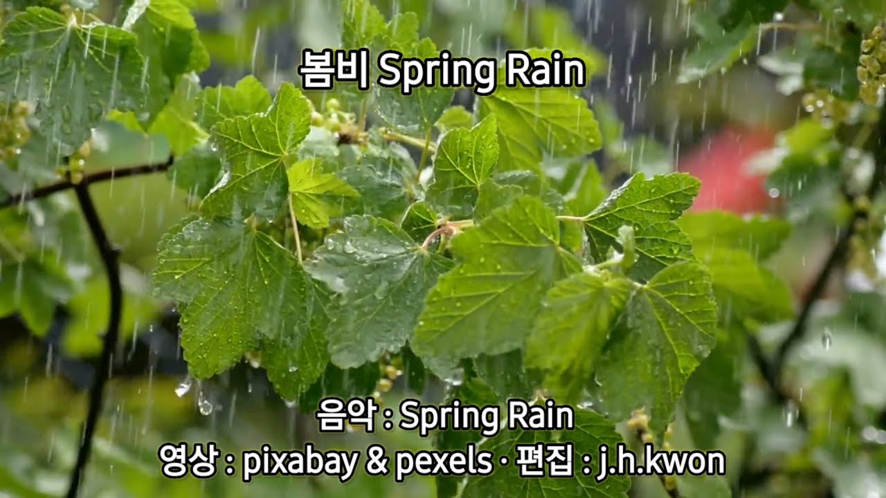 봄비 Spring Rain