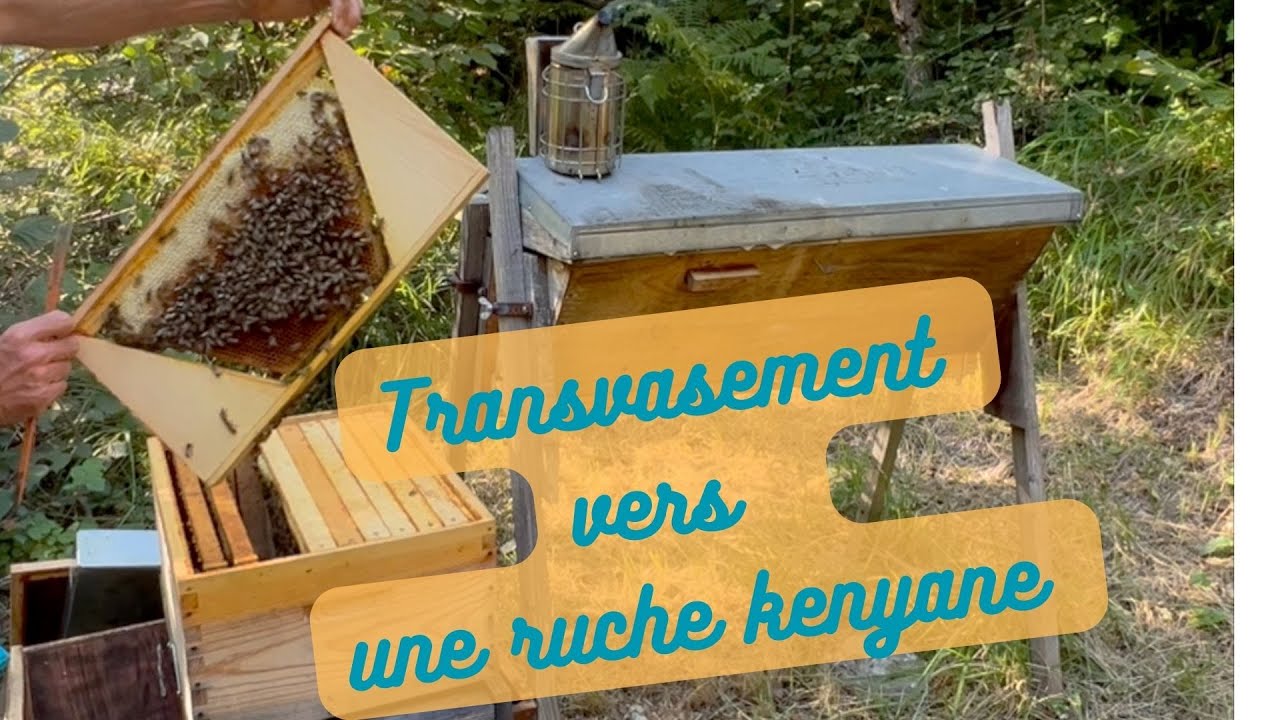 Transvasement vers une ruche kenyane, méthode douce