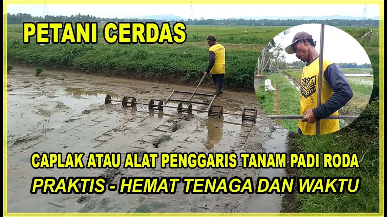 ABAH BASIMIN - CAPLAK TANAM PADI SEKALI TARIK LANGSUNG JADI 4 GARIS HEMAT TENAGA DAN WAKTU