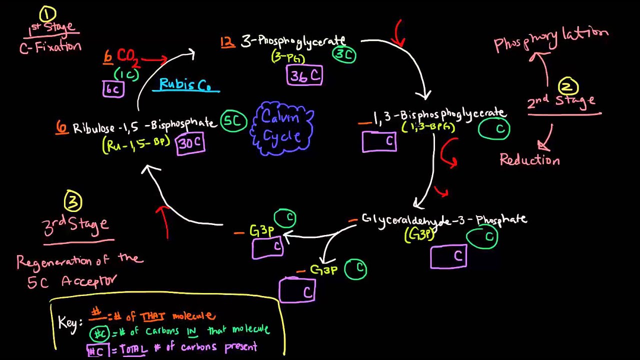 Photosynthesis (Part 3 of 3) - Dark Reactions, Calvin Cycle, Carbon Fixation