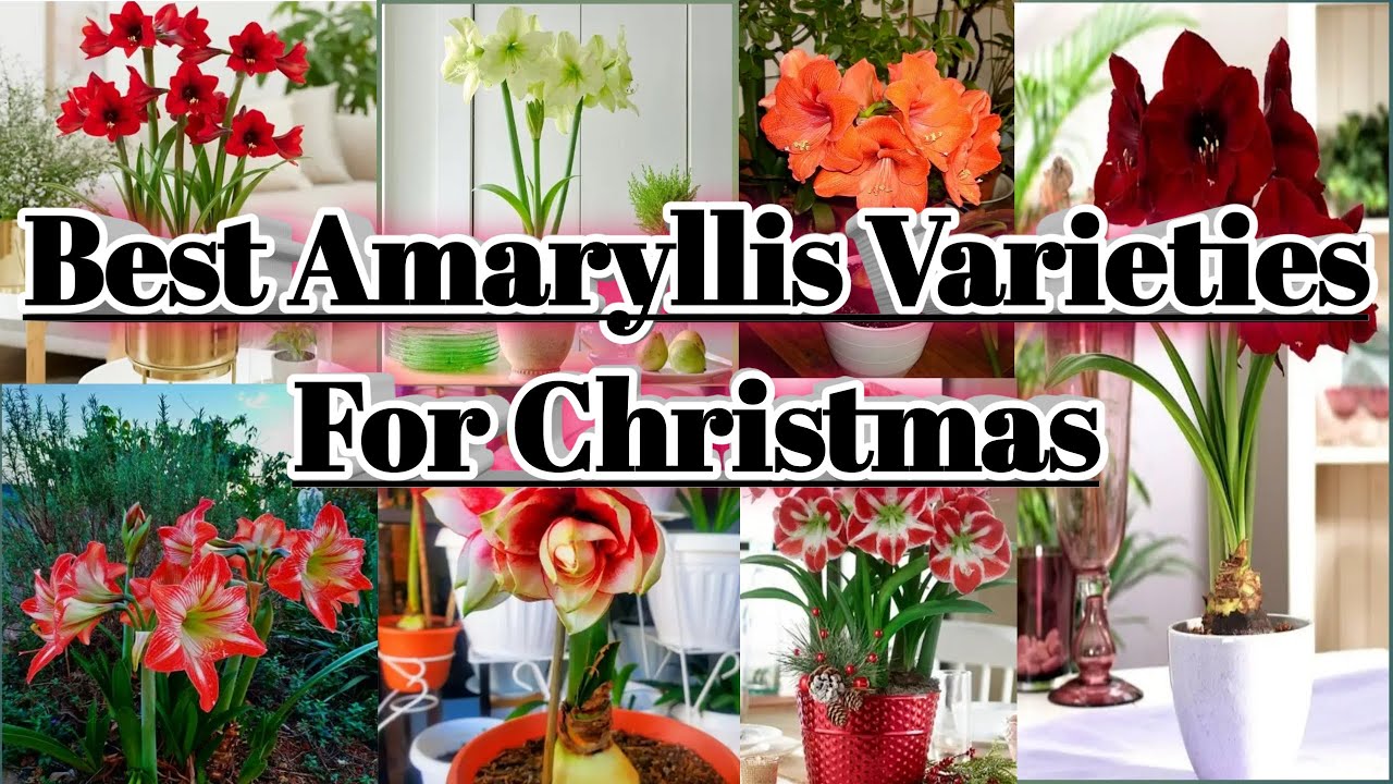 15 Best Amaryllis varieties for Christmas