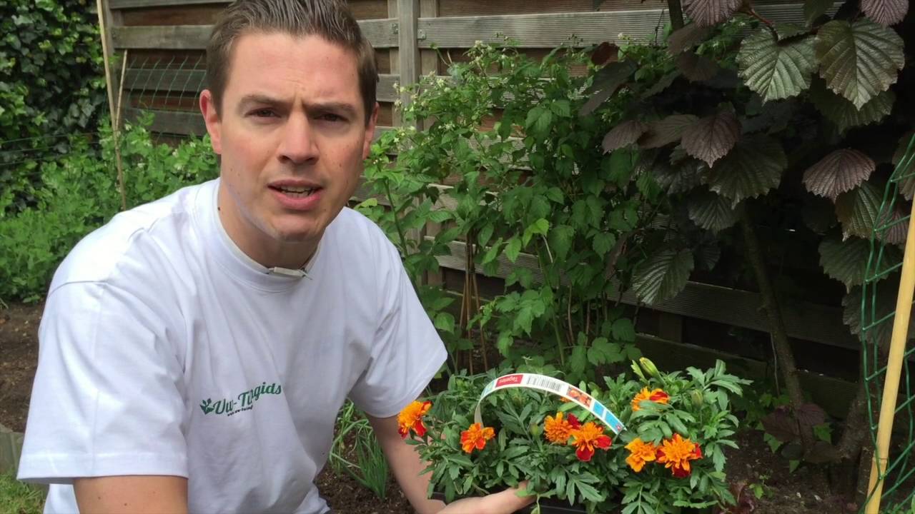 TIP: Goede insecten aantrekken en het de slakken moeilijk maken