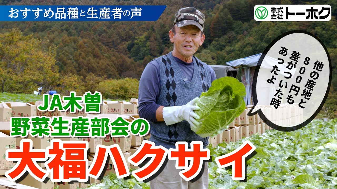 おすすめ品種と生産者の声　JA木曽野菜生産部会の大福ハクサイ