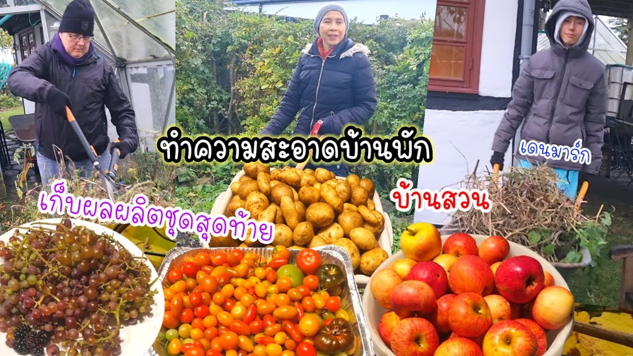 คนไทยในเดนมาร์ก ทำความสะอาดบ้านพัก เก็บผักผลไม้ชุดสุดท้ายที่บ้านสวน