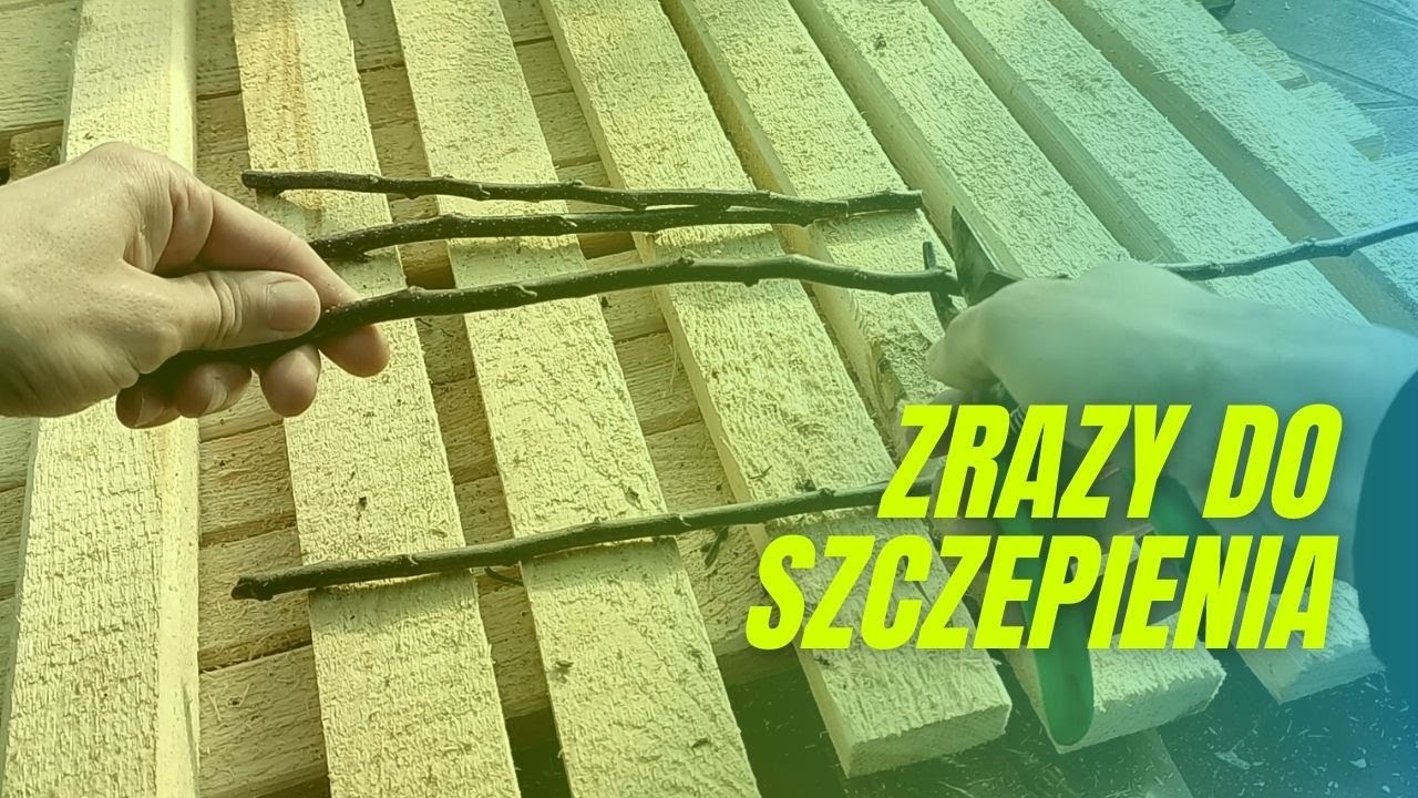 Pobieranie i przechowywanie zrazów do szczepienia drzew owocowych