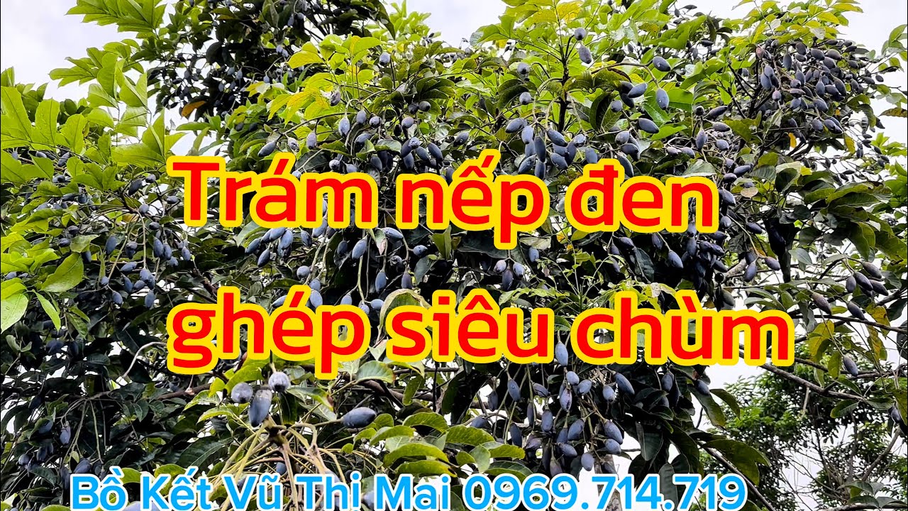 Trám nếp đen siêu chùm cho thu nhập hàng 10 triệu / cây sau 5-6 năm trồng.