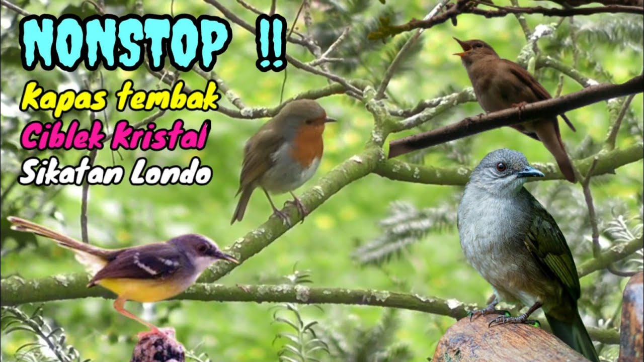 Nonstop Masteran kasar !! Kapas tembak gacor Vs Sikatan Londo Vs Ciblek Cristal