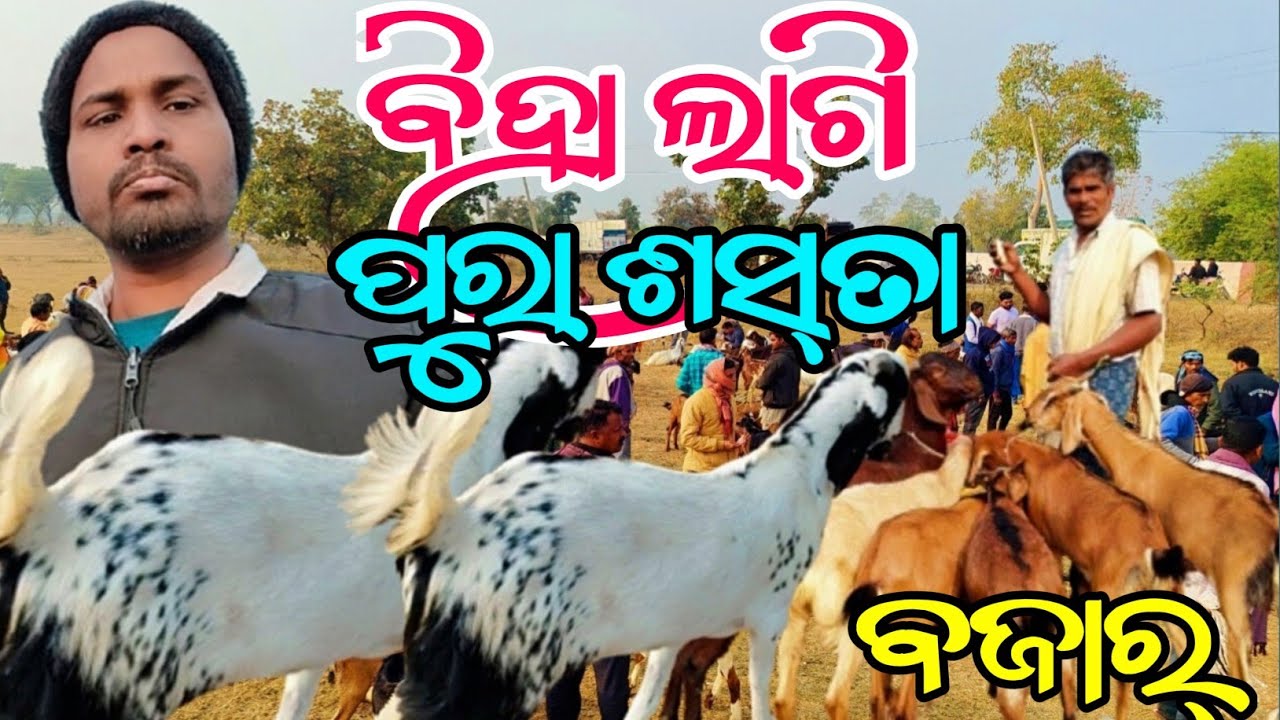  ଉଛଲା ଛେଳି ବାଜର୍ 🐐କଳାହାଣ୍ଡି ଉଛଲା ବାଜର || ବିହା ଲାଗି ଶସ୍ତା ବଜାର୍ @Bazarvloger😜😜