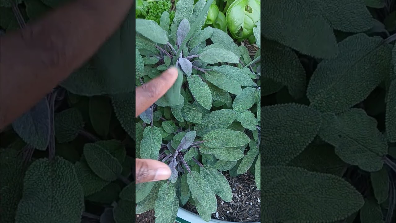 Шалфей &mdash; это больше, чем просто растение в саду 🌿