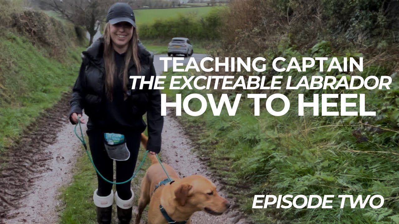 Teaching Captain The Excitable Labrador How To Heel | The Dog Therapist