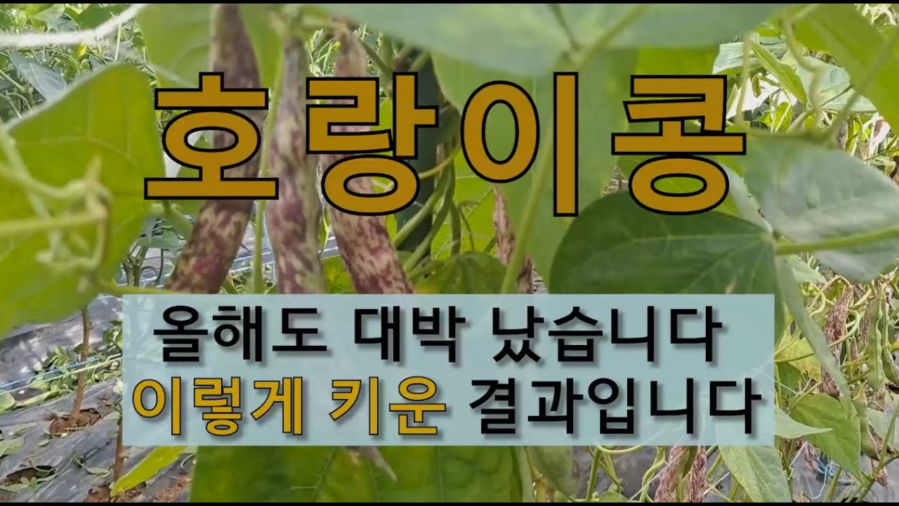 호랑이콩 올해도 대박 났습니다. 이렇게 키운 결과입니다. #텃밭에서 호랑이콩 가꾸기 #호랑이콩 심는 시기 #호랑이콩 수확 시기