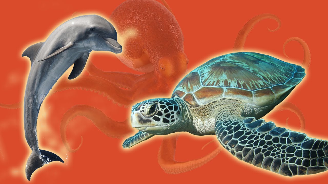Animals of the Marine Biome 🐠 Whale, Shark, Dolphin, Sea Turtle, Jellyfish...