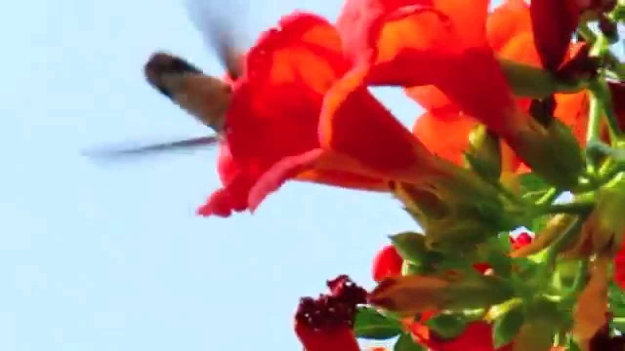 Hummingbird (Rufous)  in Orange Trumpet Vine