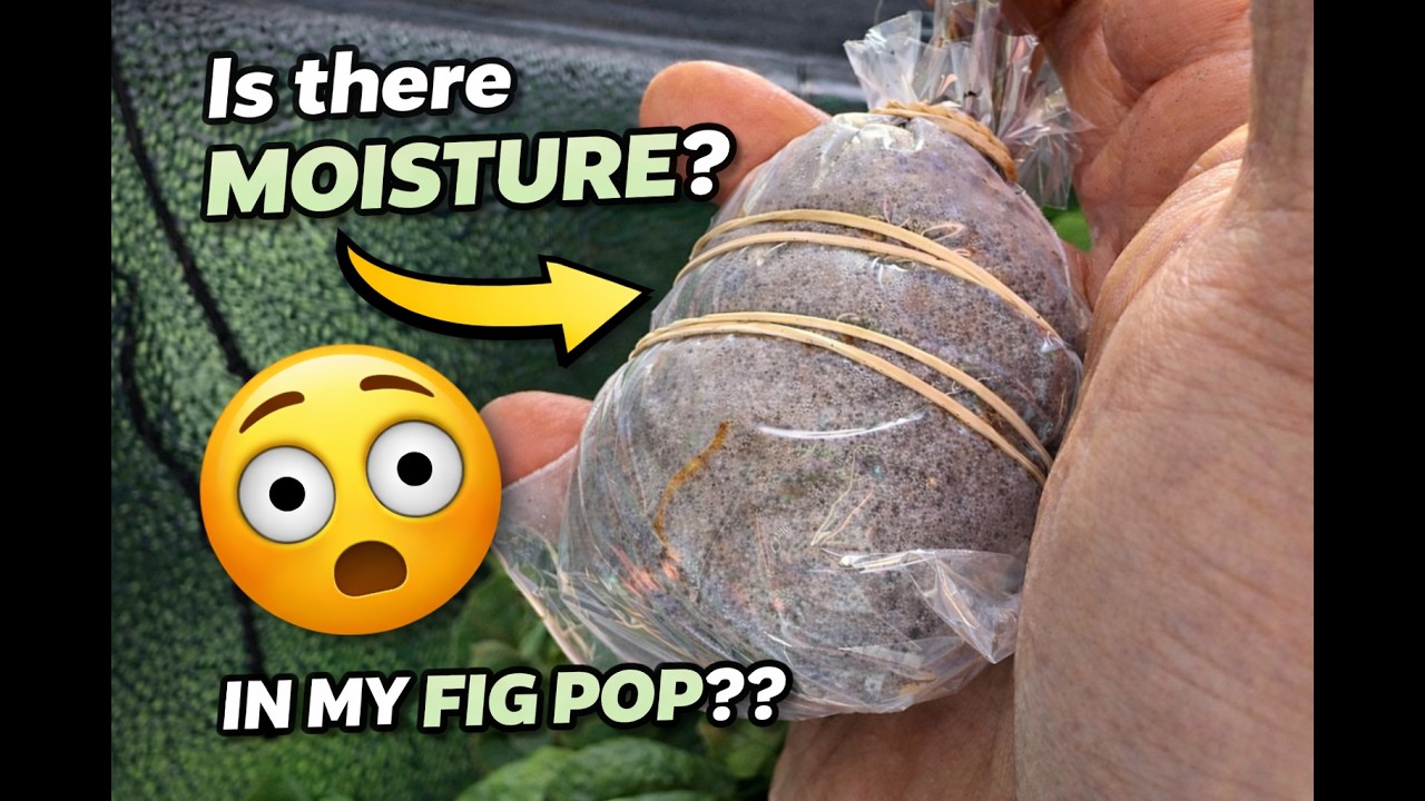👉 Is There Enough Moisture in My Fig Pop? 🌱 Don’t Make This Mistake