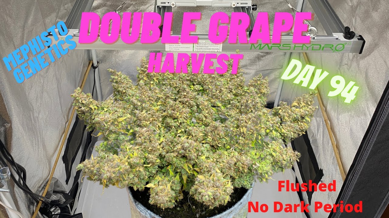 Mephisto Genetics - Двойной урожай винограда, 94-й день, крупные морозные бутоны под гидропонной ...