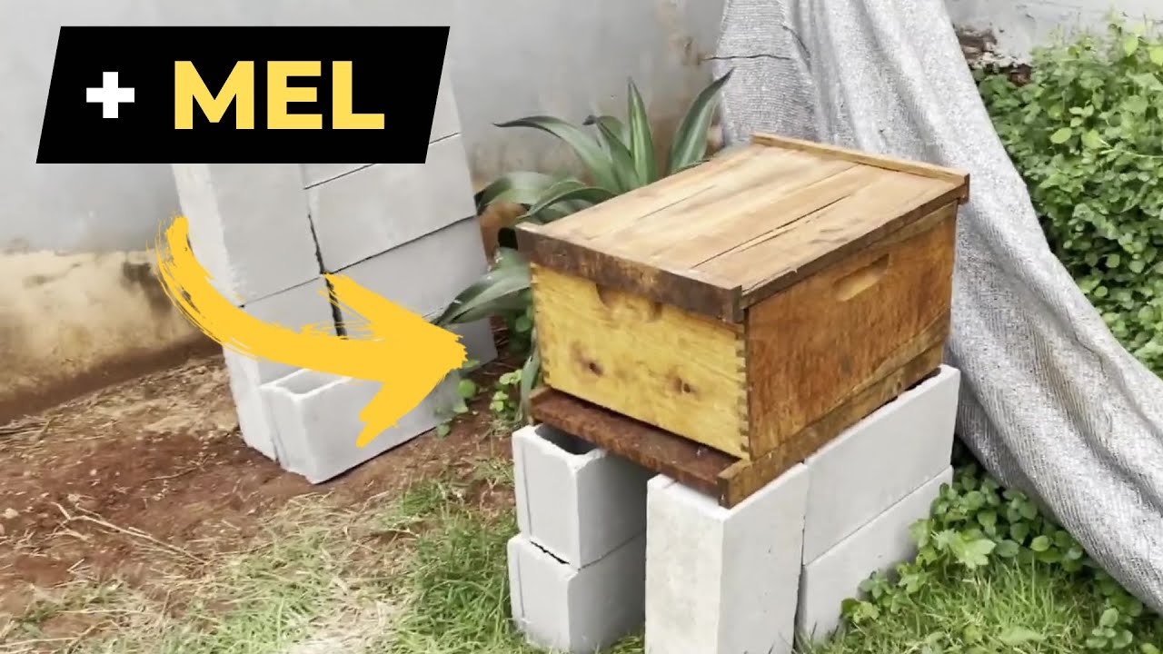 NÃO instale seu APIÁRIO sem antes ver esse vídeo