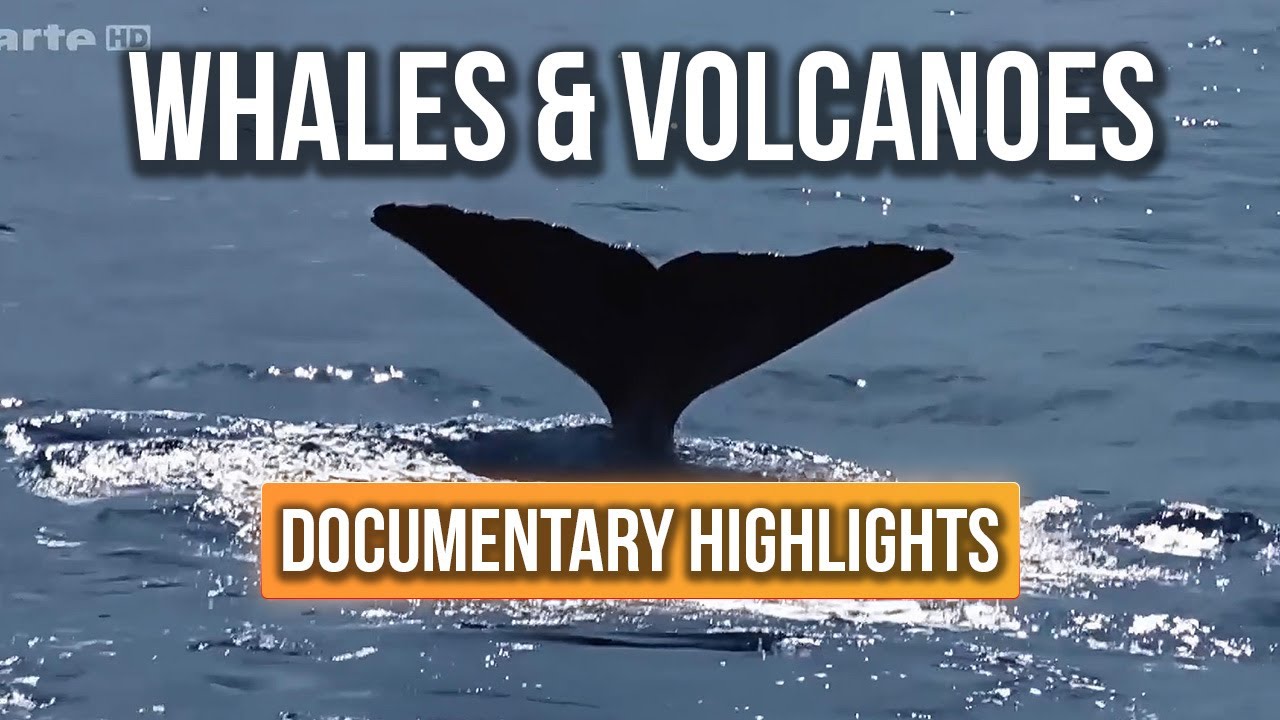 Caribbean Whales & Volcanoes · Documentary Highlights | Edited by TheMotionArtworks