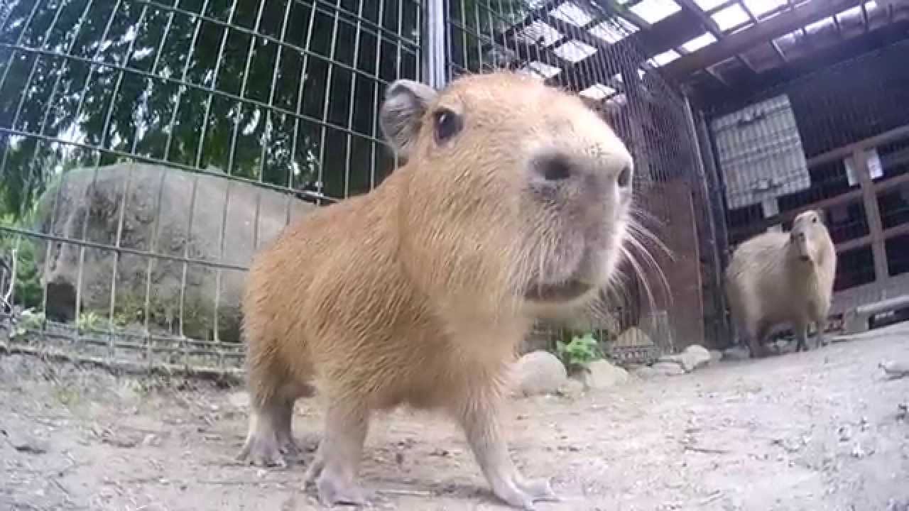 カピバラの赤ちゃん Capybara Babies