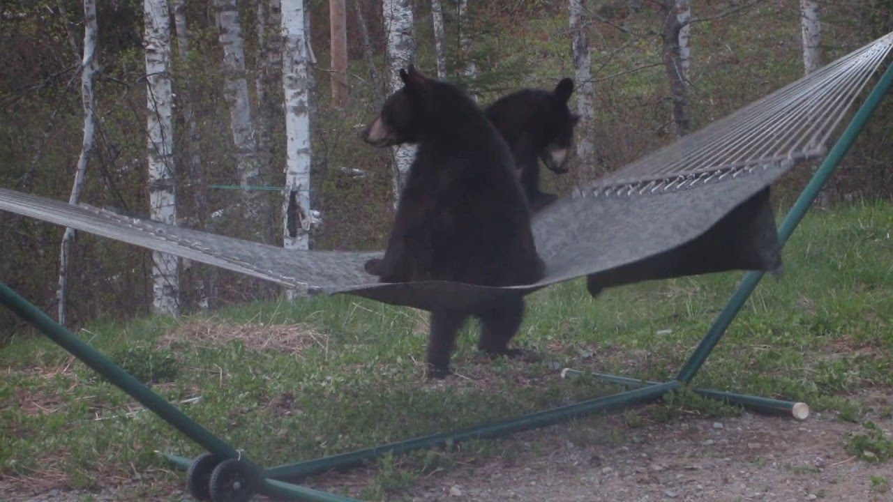 Bear Cub Hammock Wars  (For licensing or usage, contact licensing@viralhog.com)