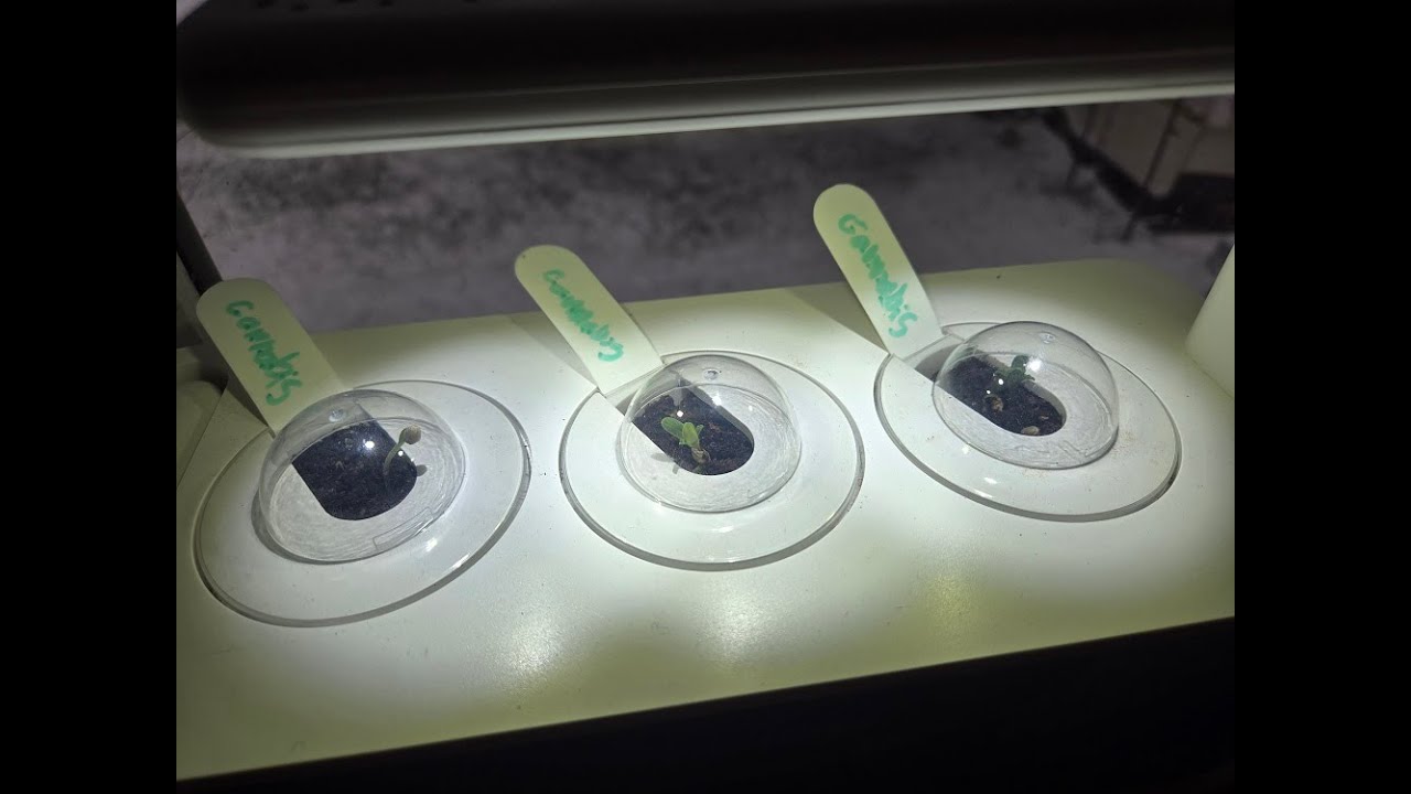 Growing Cannabis Indoors with the Click & Grow Smart Garden