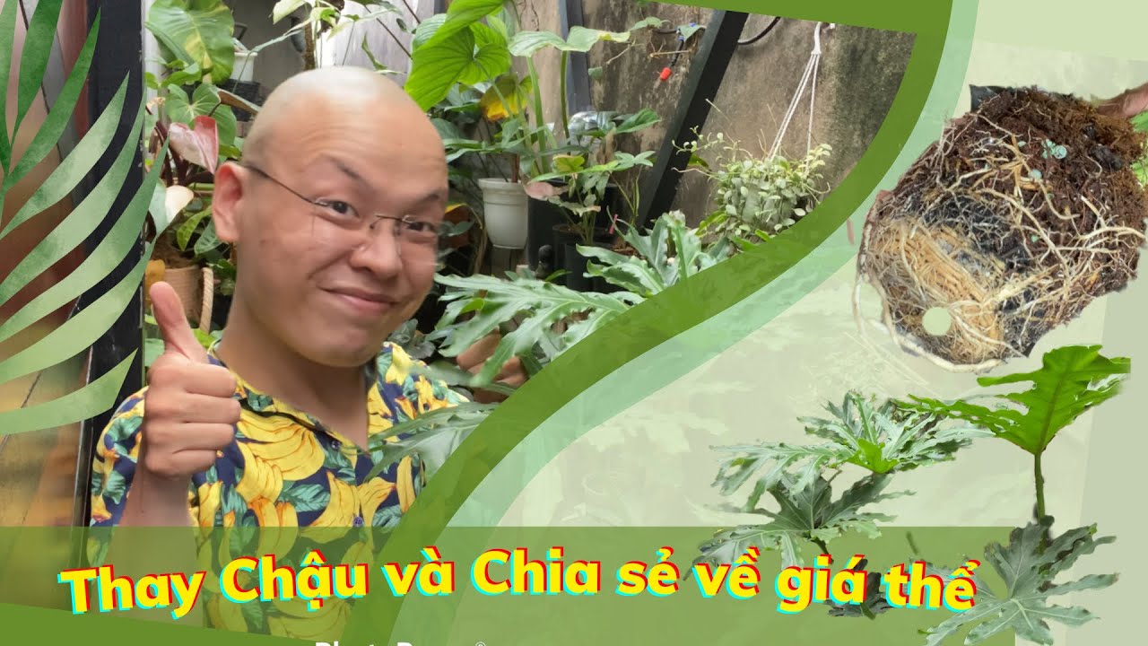 Thay chậu và giá thể cho cây Philodendron Selloum và trò chuyện về rễ và giá thể