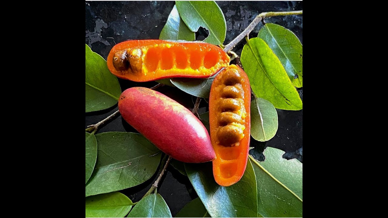 Fingersop - Rare Fruit Tasting - Tropical Apricot