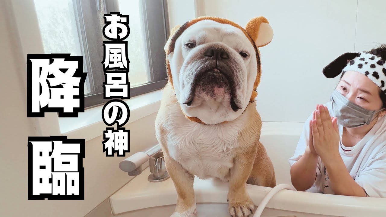 お風呂入った瞬間、感情ゼロになるブルドッグ！浴室の神として民に敬われる。