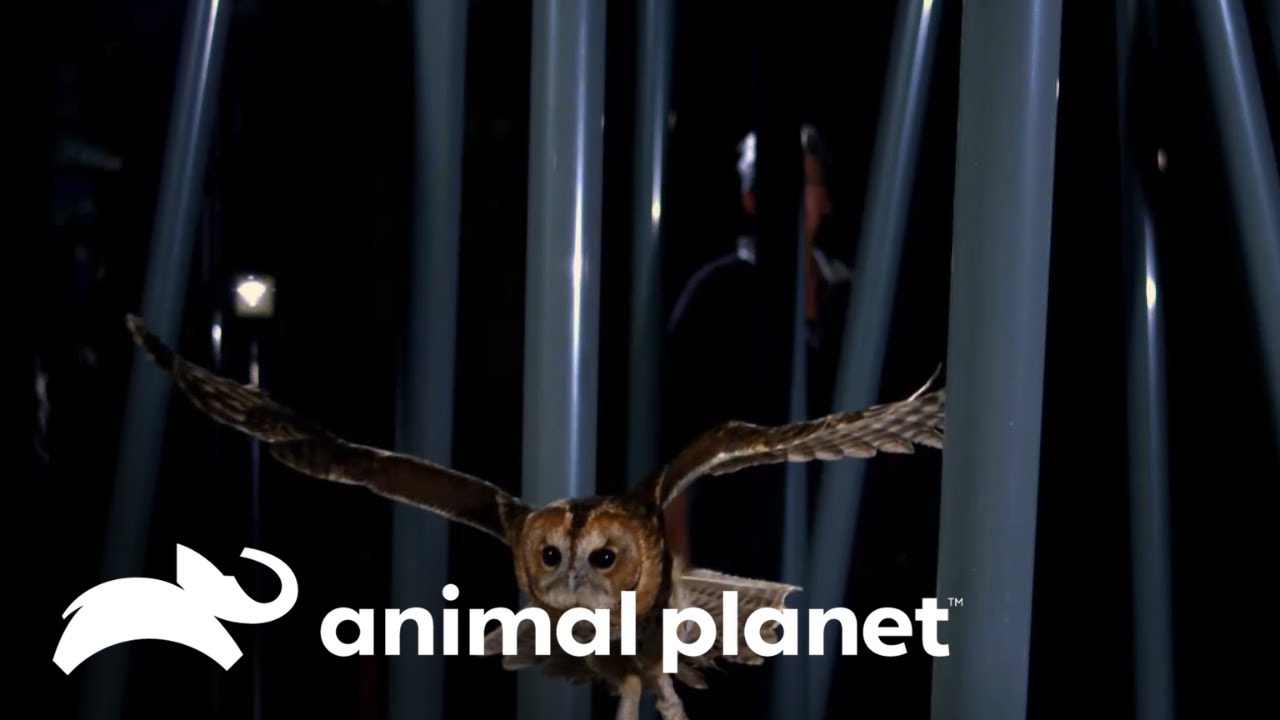 Corujas: os ágeis caçadores noturnos | O Incrível Mundo Animal | Animal Planet Brasil