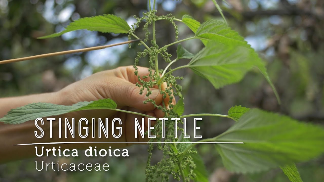 Meet STINGING NETTLE SEEDS = Perky Superfood: Learn to ID, Harvest & Use