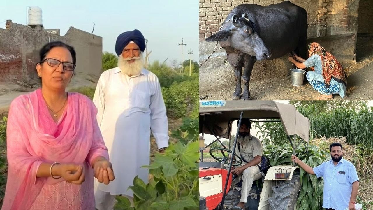 Mehak de Ghar di Evening Routine | Ravi De Sohre Ghar da Evening Routine Punjab Village Life Style