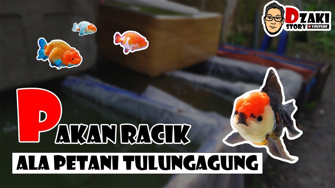 Resep rahasia pelet racik ala petani Tulungagung ❗ pakan sederhana untuk ikan koki kesayangan