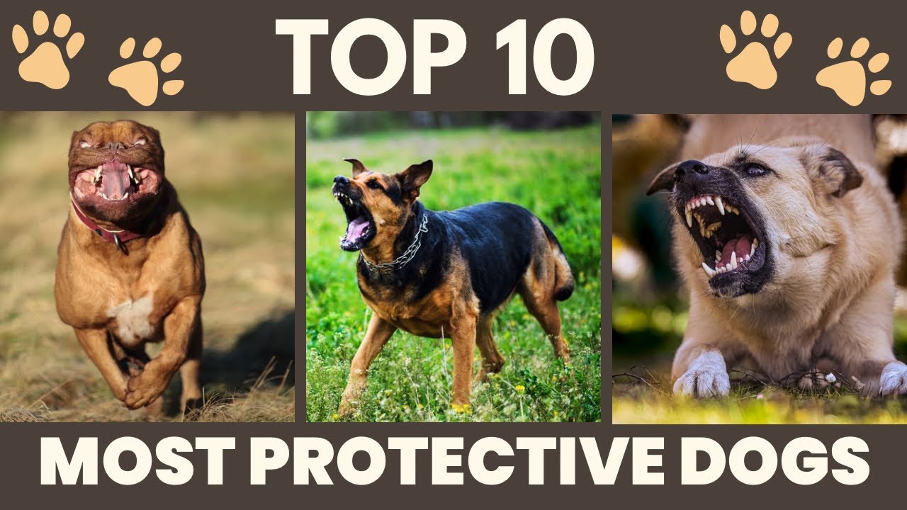 10 Most Fearless & Muscular Dog Breeds In The World #dogs #dog #dogbreeds #dogbreed #doglovers