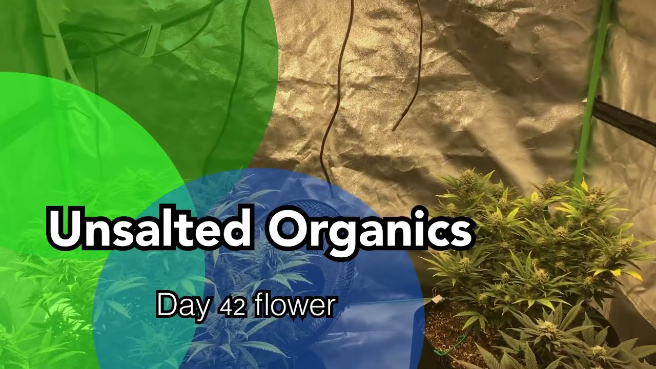 Day 42 in flower! Growing indoor organic cannabis under the LedTonic Q7 grow series