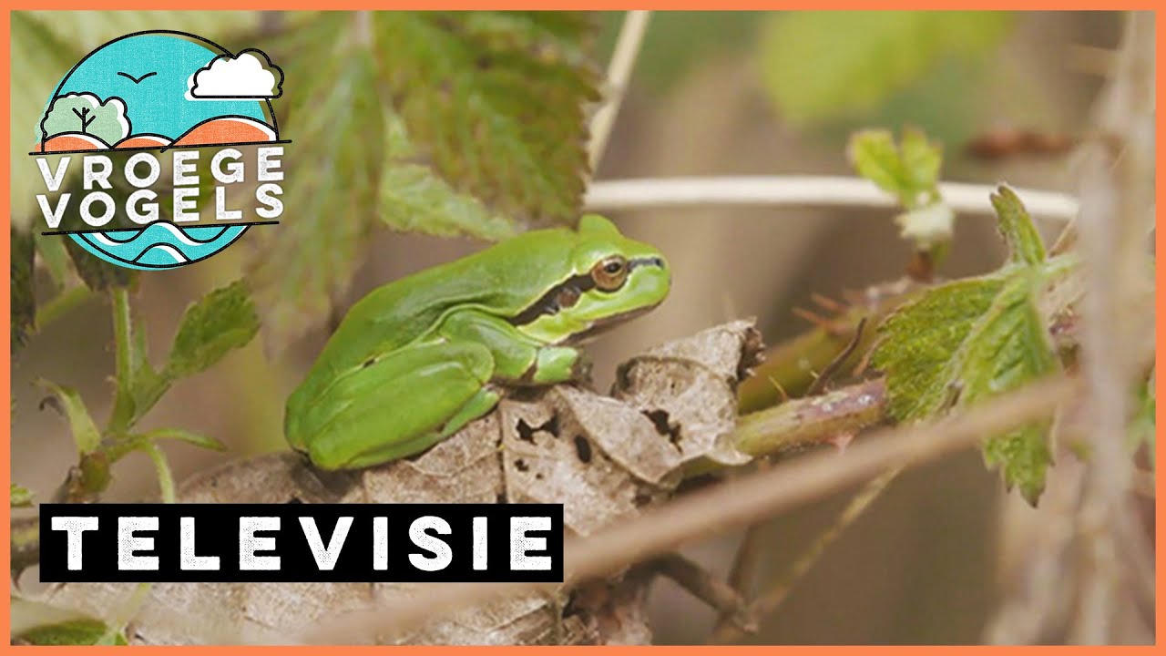 Roepende en zonnende boomkikkers | TV | Vroege Vogels