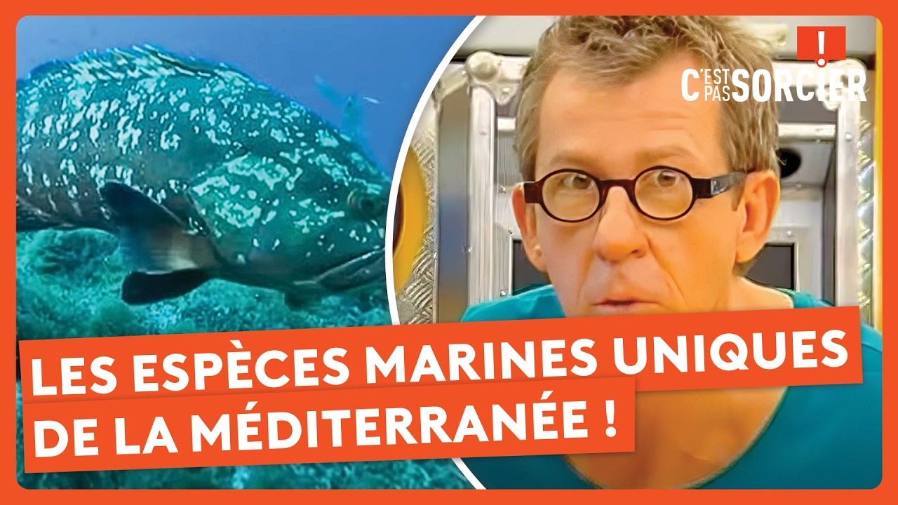 Les espèces marines uniques de la Méditerranée ! - C'est pas sorcier