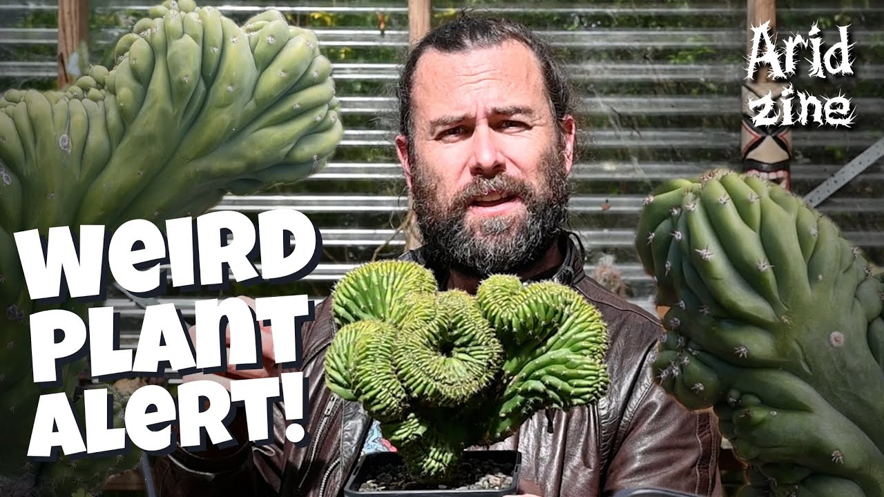 Nature’s most beautiful mutants: crested cacti