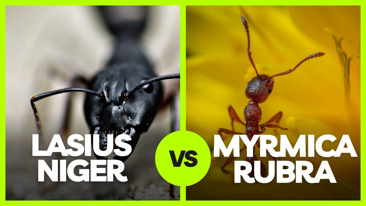 Lasius niger vs. Myrmica rubra – Welche Ameisenart ist die Beste für Einsteiger?